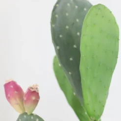 42" Artificial Cactus Plant – Realistic Large Potted Cactus, Low Maintenance, Indoor Outdoor Decorative Greenery For Home, Office, Garden 12 42" Artificial Cactus Plant – Realistic Large Potted Cactus, Low Maintenance, Indoor Outdoor Decorative Greenery For Home, Office, Garden -Living Aura Store GUEST 7286fc3a 9422 47d4 9774 3272c85e8dec